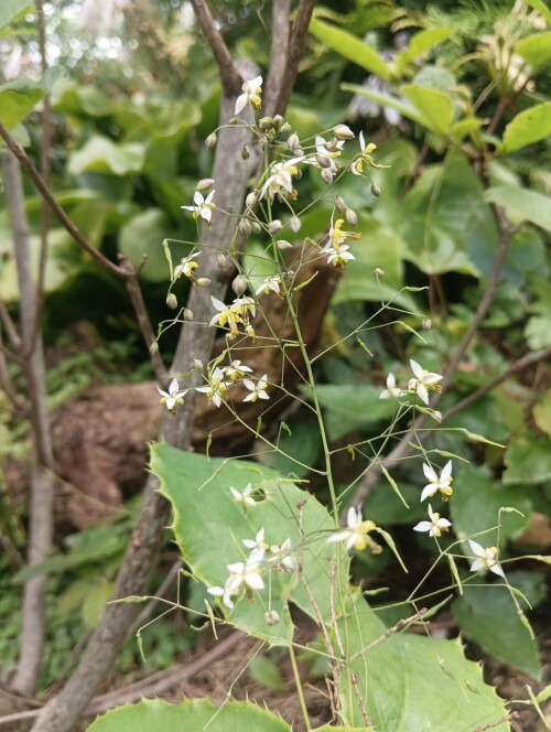 boreali guizhouense 23 8 22 3