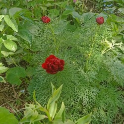 IMG_20250523_11545168a1c2b78893a9f7