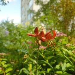 IMG_20250611_092649bb211ce141504602