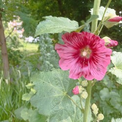 IMG_20250627_09362350b121ea6d2dfeb3