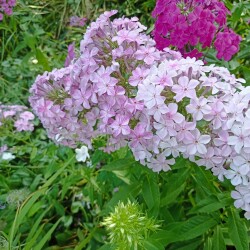 IMG_20250731_15171876157850bffcb7e7