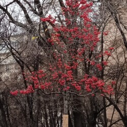 decor-apple-14-novf12c7d553be6cee6