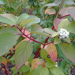 IMG_20251030_121049df4d1b154bf954ca