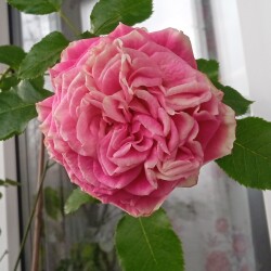 Gelato-19-nov727c84d857f2a73c