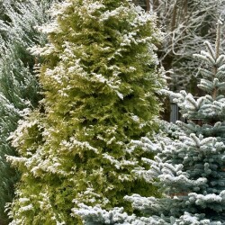 IMG_09903baf9cb9915ba7cd