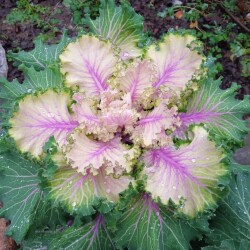 decor-violet-24-novcb24546bf0d46e11