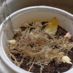 IMG_20251130_155336399782b77cee9a72