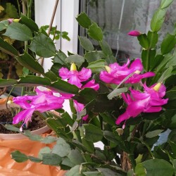 pink-decemb-2-12b5059e65c7d1faca