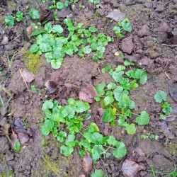 MALVA-MUSKUSNAY-6-DEKdf8b9307e8f35c8b