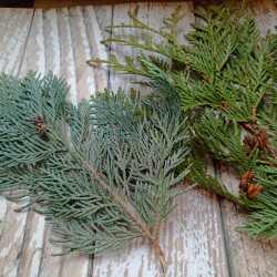 IMG_20251207_095143730453e893fec90a