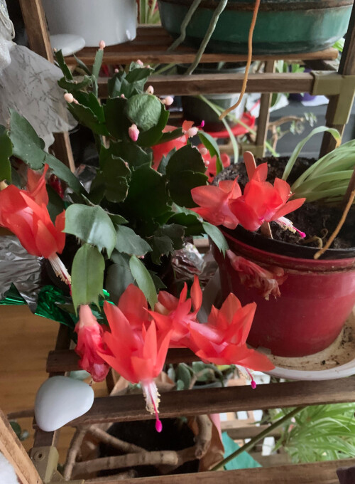 red decemb 11 12 (1)