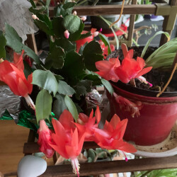 red-decemb-11-12-11ccdccc9df62c95b