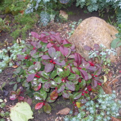 IMGP1485aad8f4e74720622c