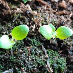 seeds-plants-24-dec552f55a2690878fe