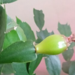 decabr-9-jan8d412c2054e3ee2e