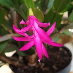 fl-decabr-9-jan6e821b10a6757ed2