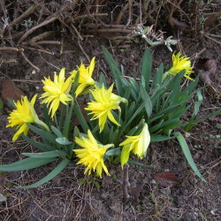 NARTISS-RVV-IZDALEKA62bd9118b3692fd4