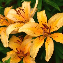 XYInx1TELpgc2AYs5Za9BwI6nKa6EB09goCdIcZhx9YMNeRh0gIzS6vzeQEqwFg2E4G3SET--MWaPanMSE_FAp2hd6d9c0bdbc8445c4