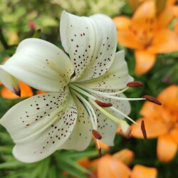 91mTDvqCZ-PNU4VyOzcMsWkyAjsRkCcRhGbCBSUq-XLU3WlaK72KsRiWTOhVtPWng6NAWGPuWo3WlQE7v6c5Yo6v9fbc0be3dccae4bb