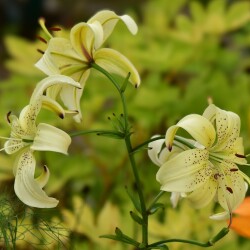 RzslerEpFsDGJC78I0IYX004C0TtYY7cbJwfbwnMh-LDe_KgH8nmsfAO3n36V08EG2V4zedLGMyT1qXocDq2Fk_E27f0c1daa9cd0e144