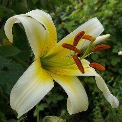 52264757975_080ef4d068_bc65e08019cf2a631