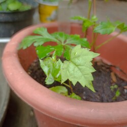 IMG_20250809_113010c35c02dca3f280f0