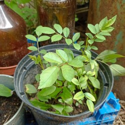 IMG_20250817_11492481082f9da833181a