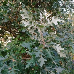 IMG_20250827_193010e37c38b33b5df57b