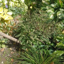 IMG_20250905_115706082709decb945fc9