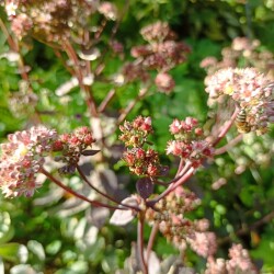 IMG_20250913_162527f42a097659a235a1