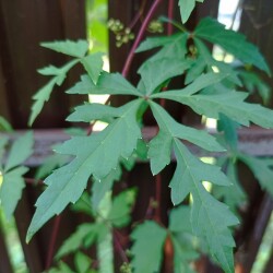 IMG_20250914_160137c0829c9f2f2e6570