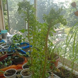 SITIYNIMG_20250610_153152ffc596284f09bdd9