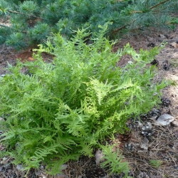 USPP13402805930e39fbbe1fb62