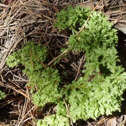 USPP1340287Kb393f99462ad1848