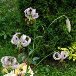 DSCN2481588b4286a9bbccf9