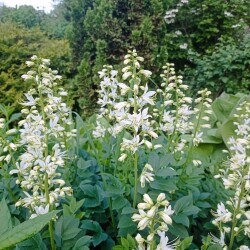 IMG_20250606_20462286c3881e22044ccf