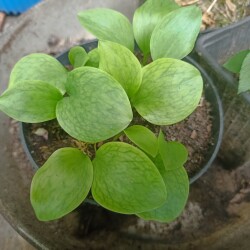 IMG_20250612_101038a01a7f13e65dbbd9