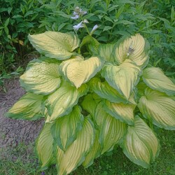 IMG_20250612_175919489c2a0a341d0602