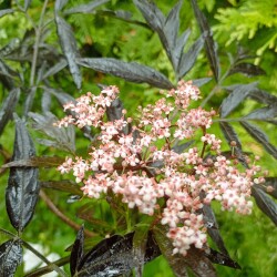 IMG_20250618_081200851ce48965c5bb19