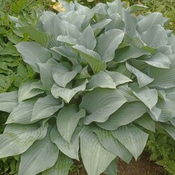 IMG_20250618_1735109ba68516ac88bc0f