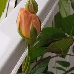 Opal-Victory-18-jan8befb5e2c1a8aa34