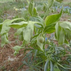 IMG_20250422_09341007d22387fc8364ed