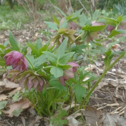 IMG_20250504_1458464ef60e03118b3ad4