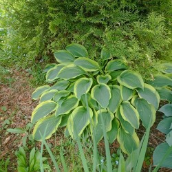 IMG_20250531_1158317f653a504ac3f738