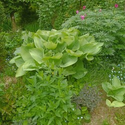 IMG_20250531_120024b540ad3c95270cef