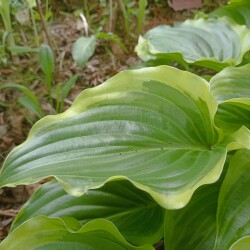 IMG_20250531_1312384876ac4512579832