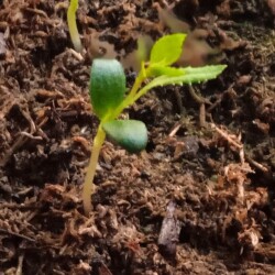 apple-decor-seedling-25-jan625ea7c10c0eb3ca