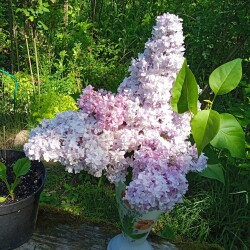 lilac-2-Jun-2025be3cd2151dd05189