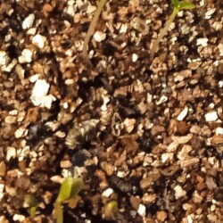 new-seedling-27-jan0b32789a617e113e