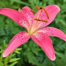 i-428f20e9334ae00296